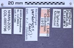 Etikette zu Melanotus verberans (LeConte, 1853) (NHMW-ZOO-COL-0007796)